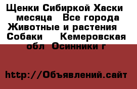 Щенки Сибиркой Хаски 2 месяца - Все города Животные и растения » Собаки   . Кемеровская обл.,Осинники г.